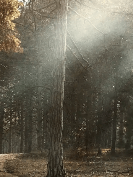 Gottesdienst am 12. November 2023 | Drittletzter Sonntag des Kirchenjahres | #hoffnung #schöpfung