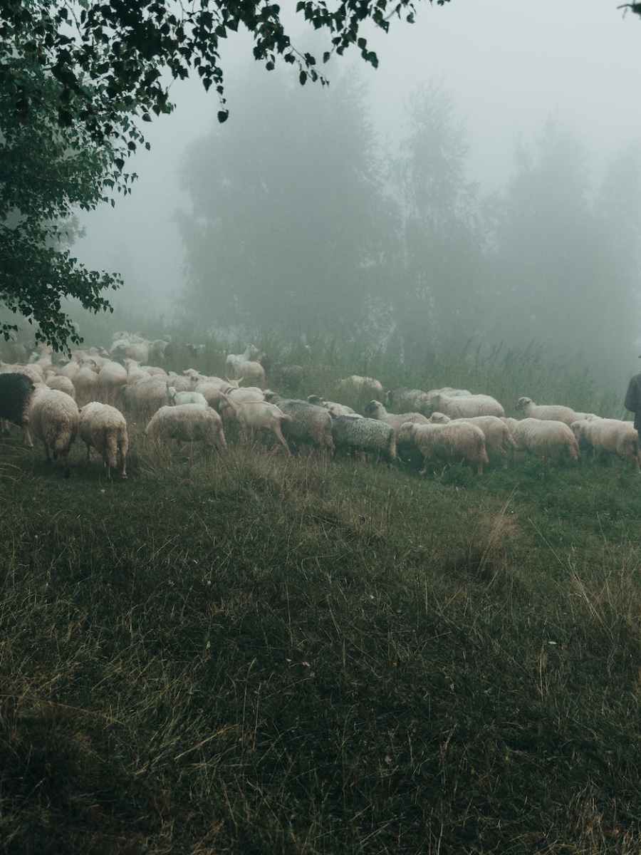 Heiligabend-Gottesdienst |24. Dezember 2023 | #jesugeburt