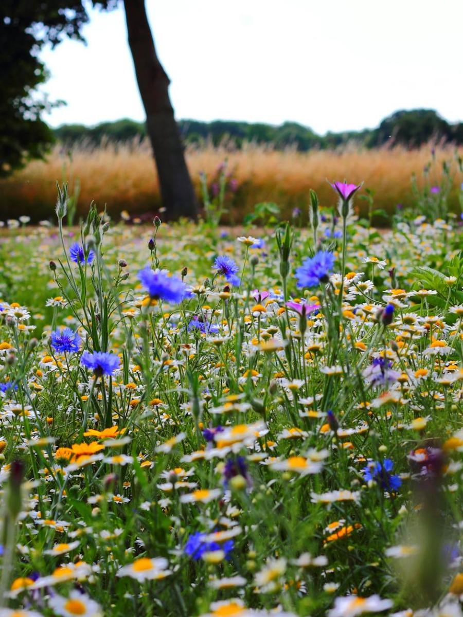 Monatsprogramm | Juli/August 2024