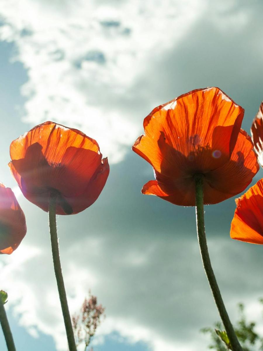 Gottesdienst am 21. Juli 2024 | 8. Sonntag nach Trinitatis | #imlichtleben