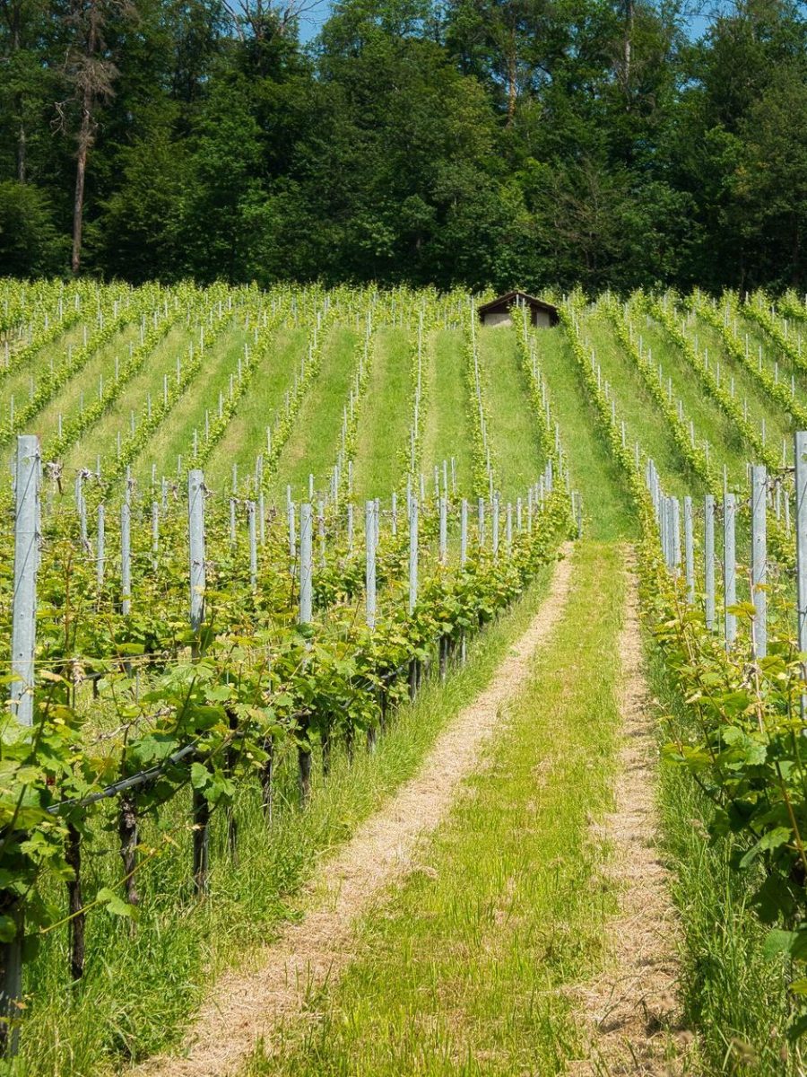 Gottesdienst am 28. Juni 2026 | 4. Sonntag nach Trinitatis